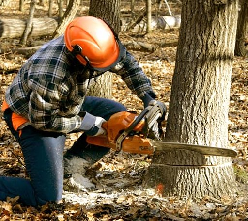 Tree Removal in Acushnet, MA